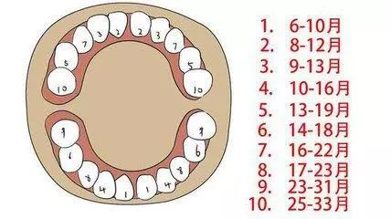 宝宝长牙的顺序与计算公式