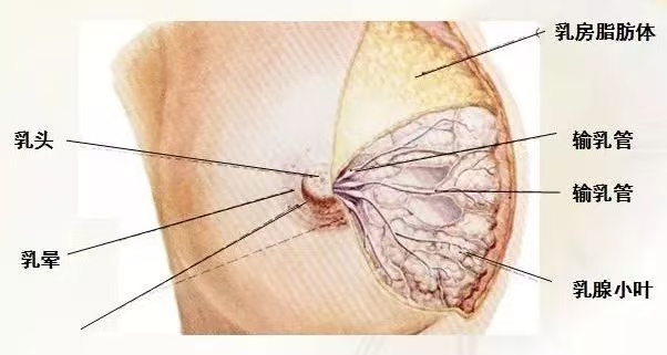 为什么会出现乳汁瘀积？