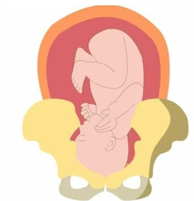 卸货倒计时：一文读懂“胎儿入盆”与“开宫口